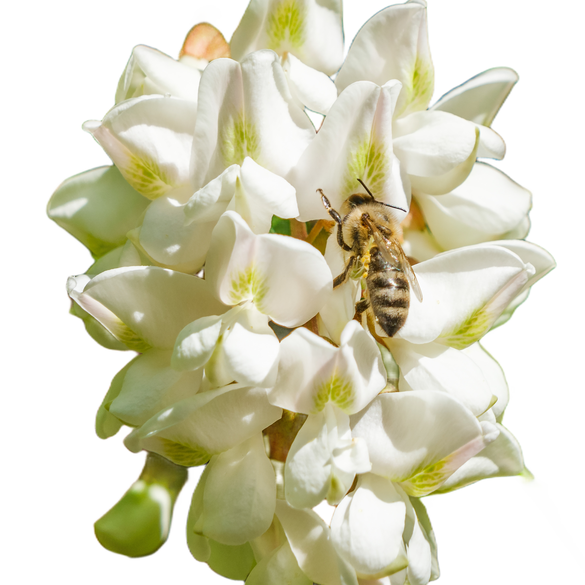 MIEL ACACIA 1,5kg